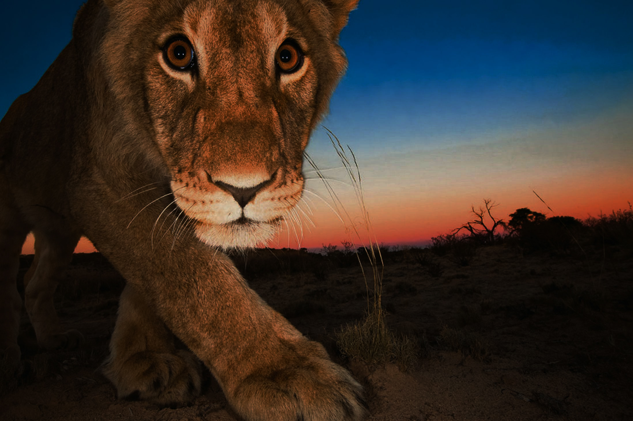 A-close-up-of-a-lion-walking-across-the-Kalahari-Desert-2249261